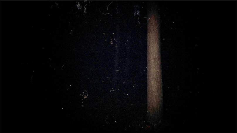 Der Wald Der Wald [© Robert Berghoff]