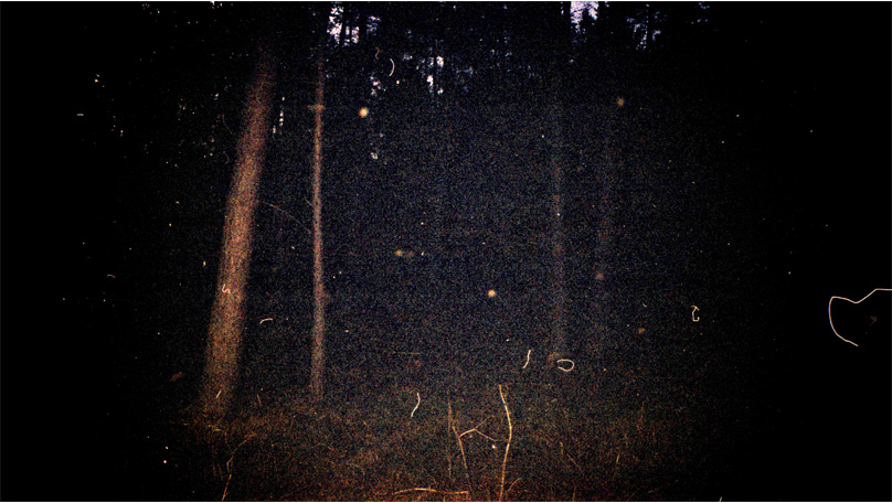 Der Wald Der Wald [© Robert Berghoff]