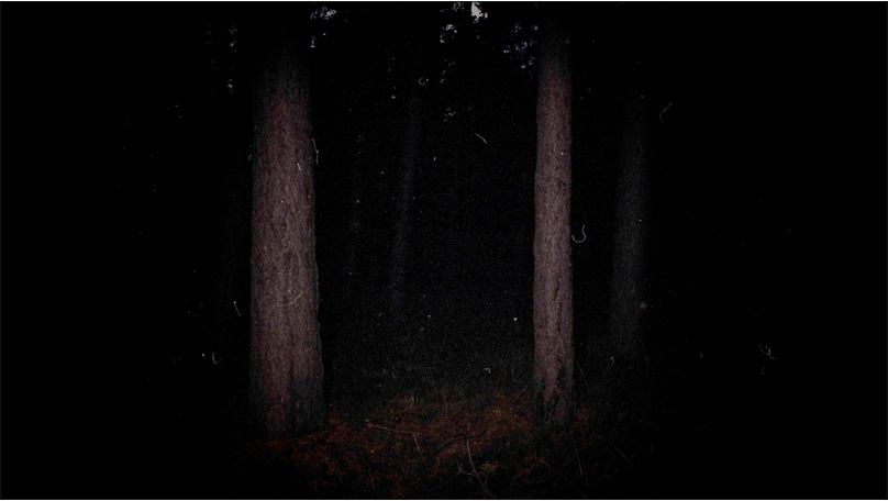 Der Wald Der Wald [© Robert Berghoff]