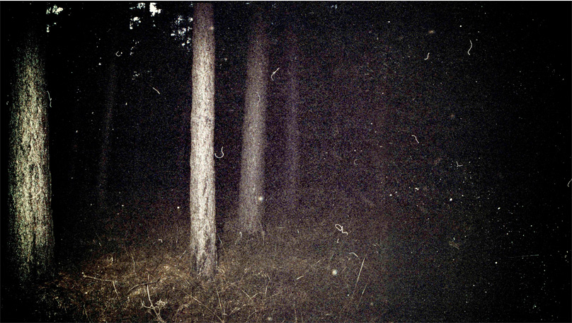 Der Wald Der Wald [© Robert Berghoff]