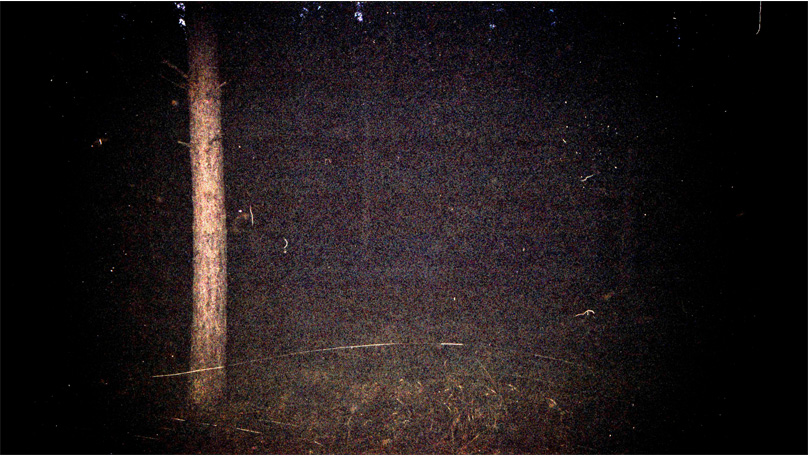 Der Wald Der Wald [© Robert Berghoff]