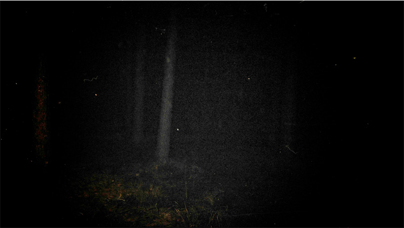 Der Wald Der Wald [© Robert Berghoff]